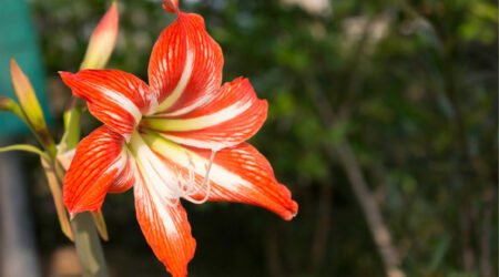 7 common plants that are dangerous for cats