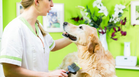 4 tips to manage flea and tick infestation in dogs